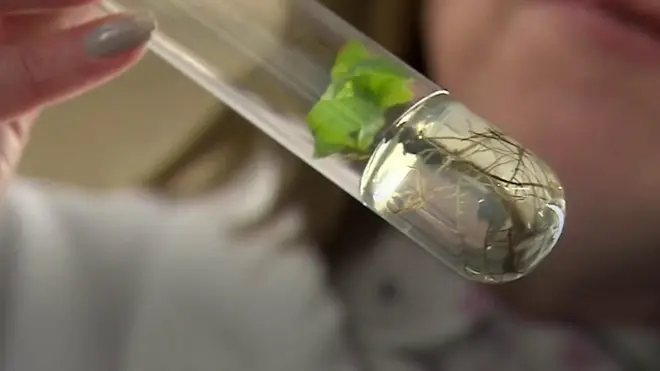 كيف يمكن إنقاذ نباتات العالم من الاختفاء؟