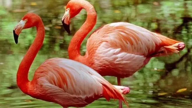 فلیمنگو جب ایک پاؤں پر کھڑے ہوتے ہیں تو سامنے سے دیکھنے پر ان کا پاؤں ان کے جسم کے ٹھیک نیچے نظر آتا ہے