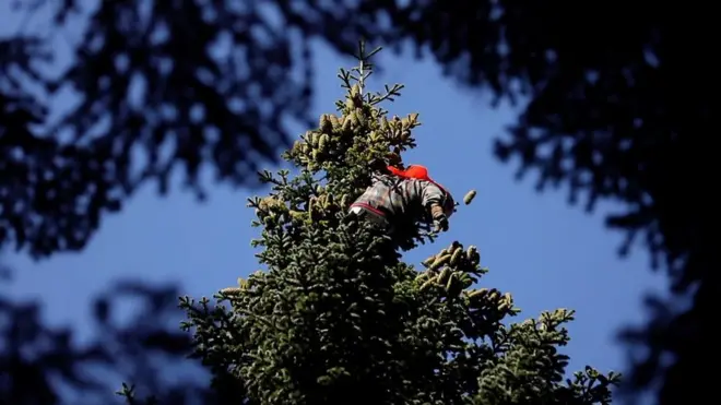 "Ветка предала меня, и я упал". Как работают сборщики шишек для рождественских елок