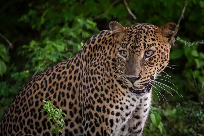 කොටි රජ දහනක් බවට පත් වූ විල්පත්තුව ජාතික වනෝද්‍යානයේ ඉතිහාසය සහ වනසතුන් සොයා ගිය ගමන මේ වීඩියෝවේ අන්තර්ගත වේ.