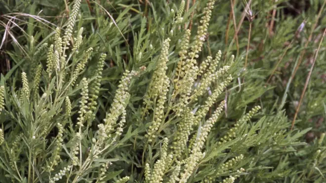 Jedan od najvećih alergena