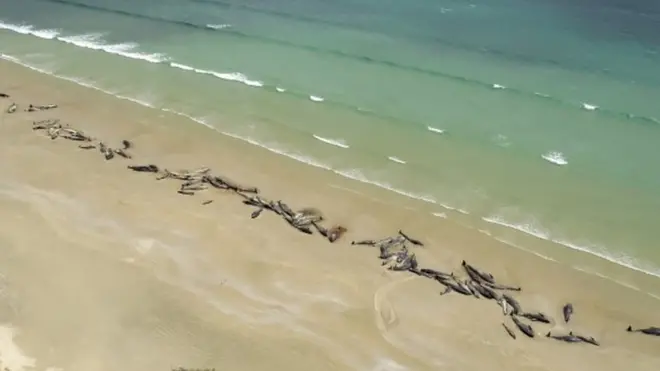 Aerial view of whales stranded on the beach on Stewart Island, NZ