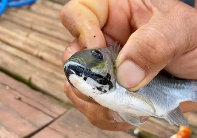 ปลาหมอคางดำ