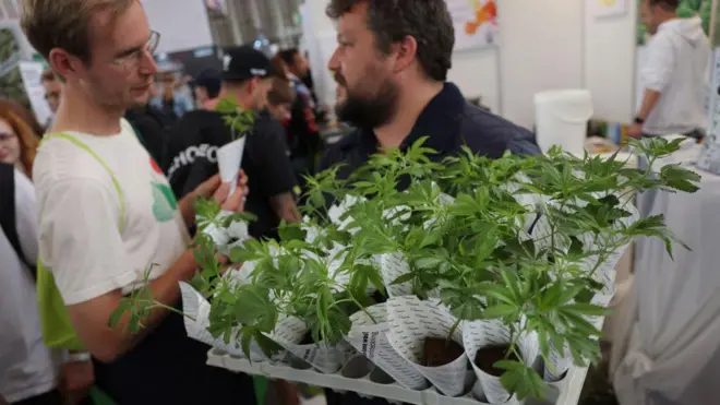 Homem carrega bandeja com diversas mudasmaconha