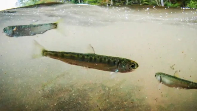 చేపల శక్తి