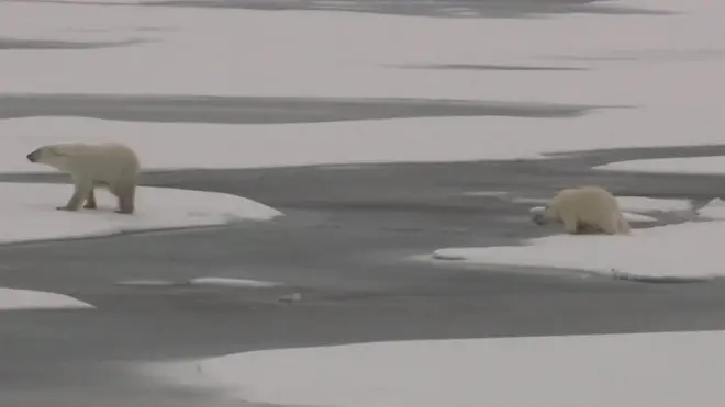 білі ведмеді