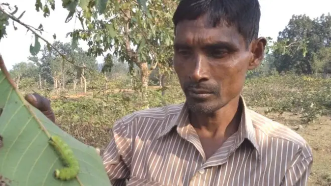 તસરના કીડાનું પાલન કરતા વિવાહીત પુરૂષ બ્રહ્મચારી જેવું જીવન વિતાવે છે