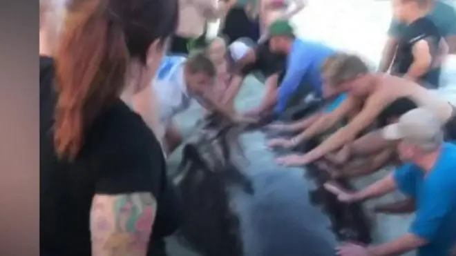 고래 구조에 힘 합치는 사람들