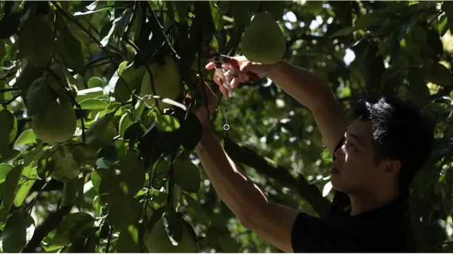 一名台灣柚農正在採摘自家果園的柚子