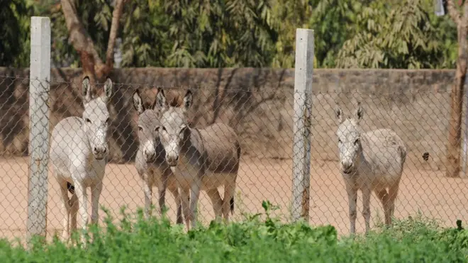 4 gün məhbəsdə qalan sürü yalnız yerli siyasətçinin müdaxiləsindən sonra azad olunub. (Foto: Arxiv)