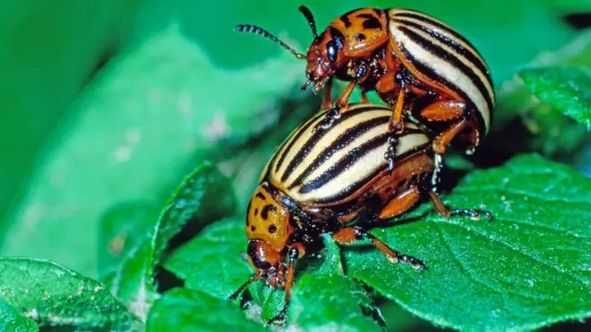 खपटे कीरा