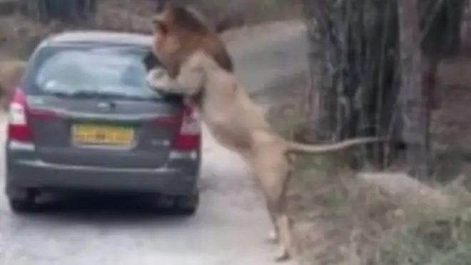 انڈین شہر بنگلور کے بینرگُٹا نیشنل پارک میں شیروں کو دیکھ کر ڈرائیور کے گاڑی روکنے پر ان کی نوکری چلی گئی۔ اور رکی گاڑی کو دیکھ کر شیر نے کیا کیا؟ آپ بھی دیکھیے!