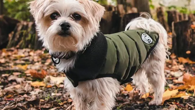 أزياء الكلاب: يقوم المصممون بشراء الملابس والأزياء الخاصة بالحيوانات الأليفة.