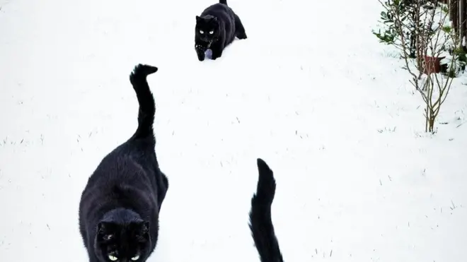 猫是离群索居的动物（图片来源：incamerastock/Alamy）