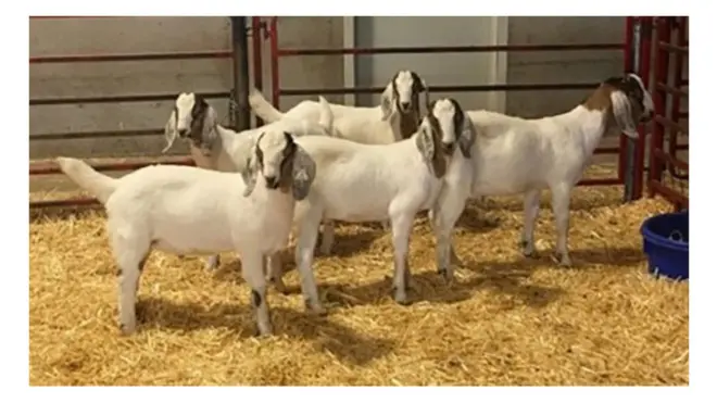 قول العلماء إن الماعز المُعدل وراثيا يعتبر "دليلا من حيث المبدأ" على التجربة