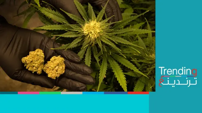 آخر الحيل لزراعة الحشيش في صحراء النقب الإسرائيلية