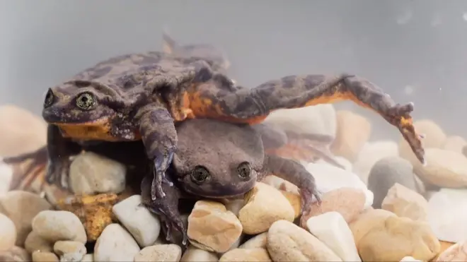 "Найсамотніша" жаба Ромео тепер живе з Джульєттою