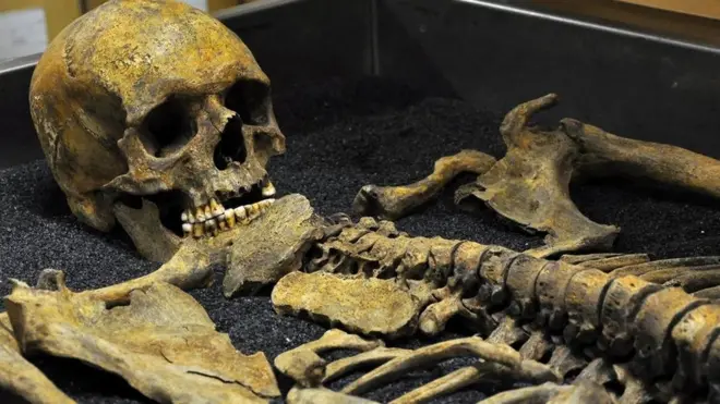 मानव कंकाल