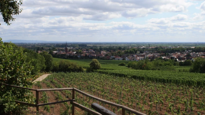 Deidesheim lies at the heart of Riesling country