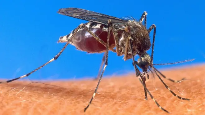 A mosquito is bloated with blood