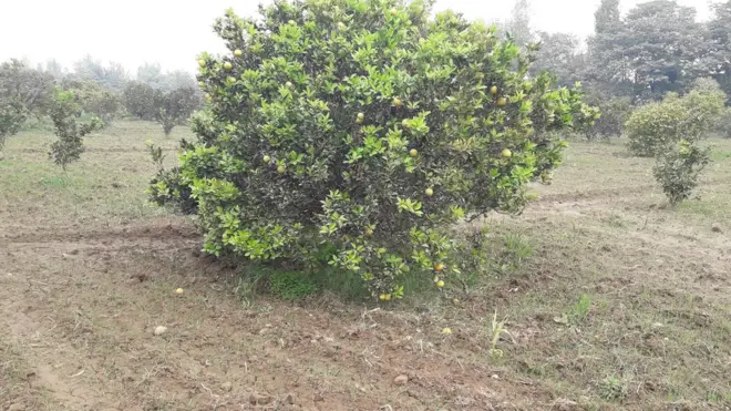 زرعی پیداوار