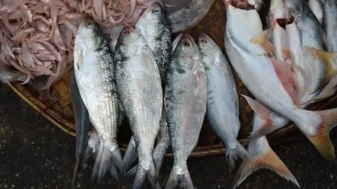 ভারতীয় বিজ্ঞানীদের গবেষণা বলছে, বেশ কিছু ইলিশ আর কখনওই সাগরে ফেরার টান অনুভব করছে না