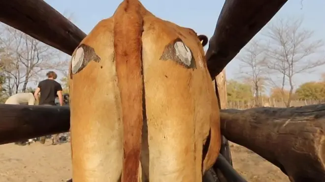 دا نښې ژوي له زمریانو ژغورلی شي؟