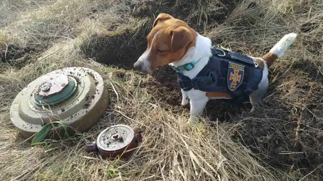 युक्रेनको कुकुर