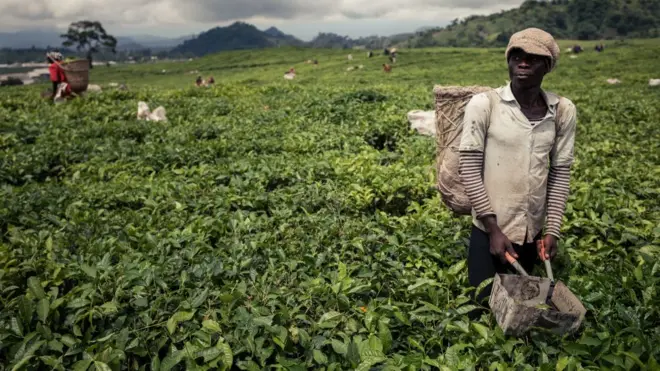 Bizness don slow down for places like di tea plantation for Cameroon because of di Anglophone crisis