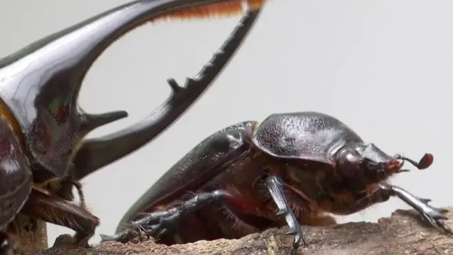 Жучиная ферма. Кому нужны огромные рогатые жуки