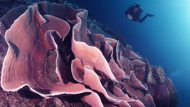 Karang dalam bentuk bunga mawar di arena penyelaman Pulau Tomia di Taman Nasional Wakatobi.