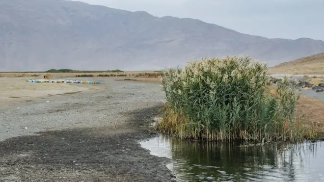 بخش عمده تالاب گندمان در نزدیکی شهر گندمان در استان چهارمحال و بختیاری خشک شده است