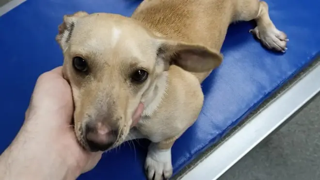 Pas koji su spasili od promrzlina aktivisti Bete