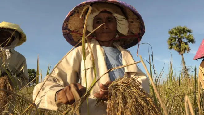 ราคาข้าวไทย