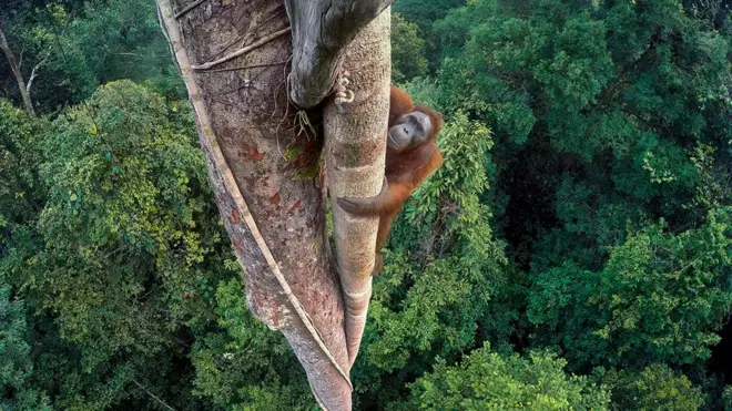 امریکی فوٹو گرافر ٹم لمان نے انڈونیشیا کے نیشنل پارک گونگ پلانگ کے جنگلوں میں کافی فاصلے پر اپنا کیمرہ نصب کر کے یہ تصویر حاصل کی