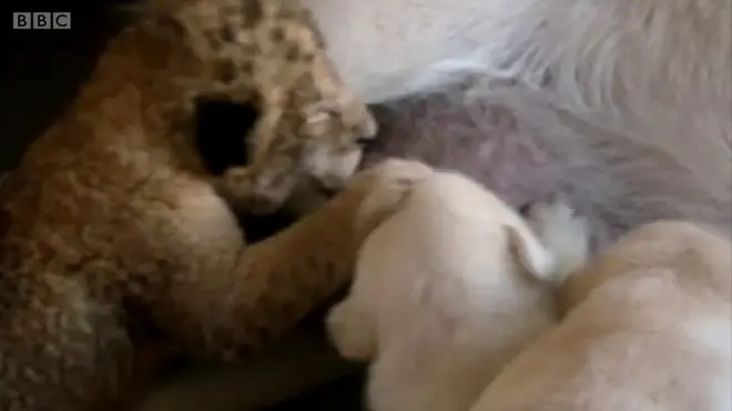 Младунче лава међу штенцима