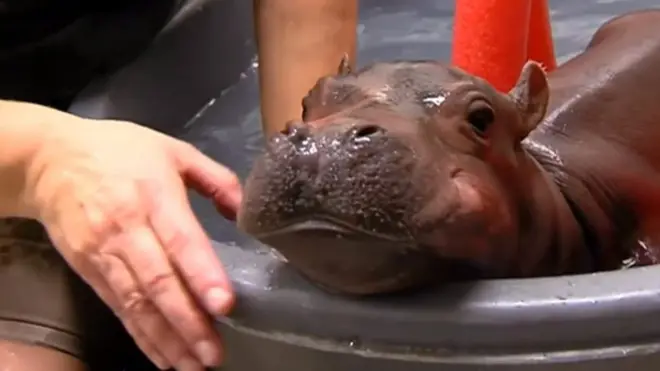 бегемотиха