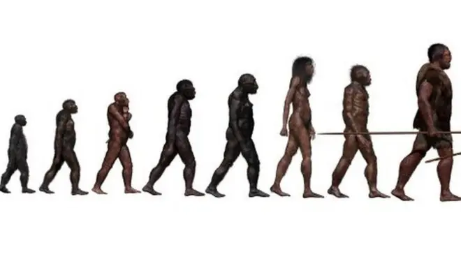 Stages in human evolution