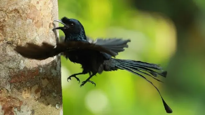 කොණ්ඩ කවුඩා