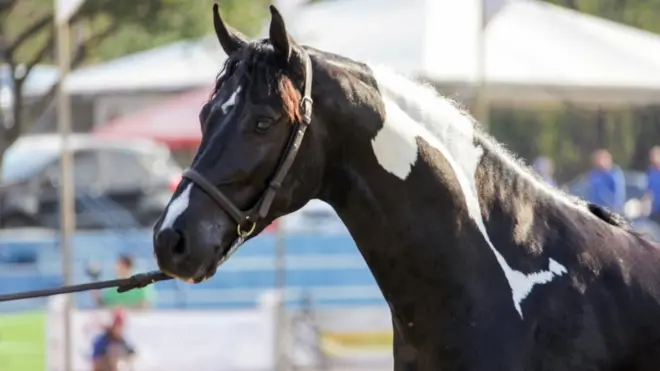 Cavalo estáprime betsisolamento desde que foi diagnosticado com doençaprime betsmormo, que não tem cura e pode ser transmitida para outros animais e até para humanos