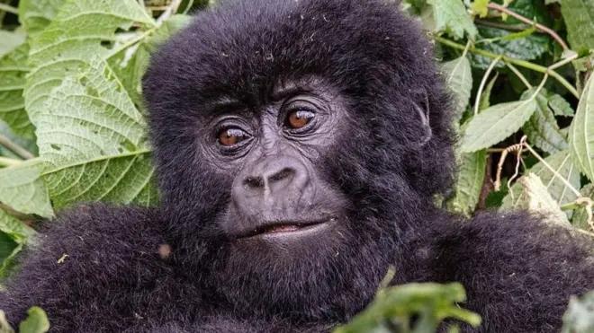 እንስሳ ዘገዳም ኣፍሪቃ ንዘይሕጋውያን ሃደንቲ ተቃሊዖም