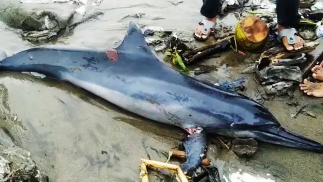 Seekor lumba-lumba ditemukan terdampar dalam keadaan mati di Pantai Muaro Lasak, Padang, pada Sabtu (11/1).