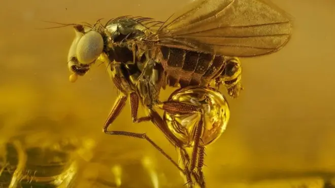 Foto serangga berumur 45 juta tahun. Binatang ini terjebak dalam getah pohon yang membuatnya mengeras sehingga terawetnya dengan sempurna. Getah pohon yang mengeras ini dinamakan amber.