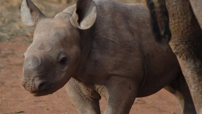 Faru John alitoweka katika mbuga ya taifa miezi mitatu iliyopita.