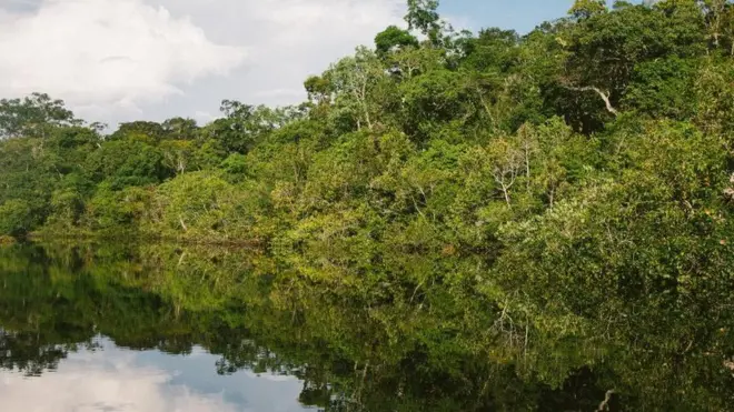 آمازون در بردارنده شمار نامعلومی گونه های زیستی است