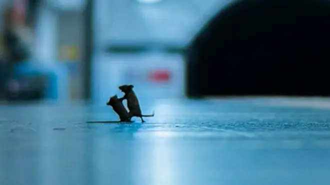 Дерущиеся мыши