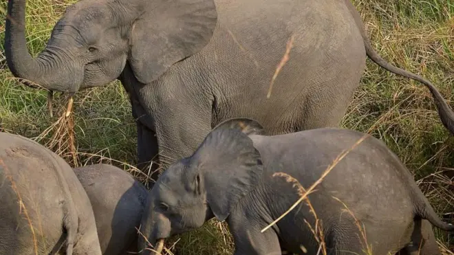 Gabon inaamiwa kuwa na idadi kubwa zaidi ya ndovu wa msituni waliosalia.