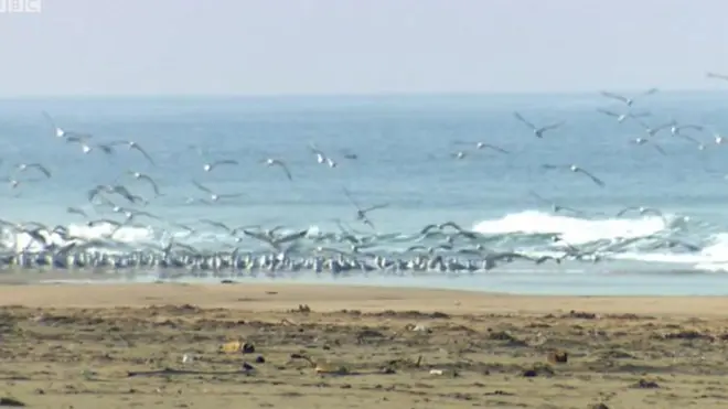 కొంకణ్ తీర ప్రాంతం