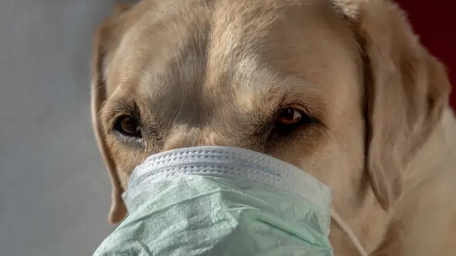 собака в масці
