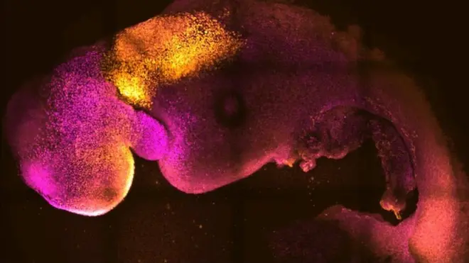 కృత్రిమ పిండం